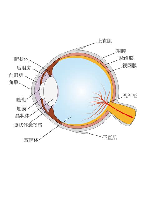 眼球形狀|眼球剖析 